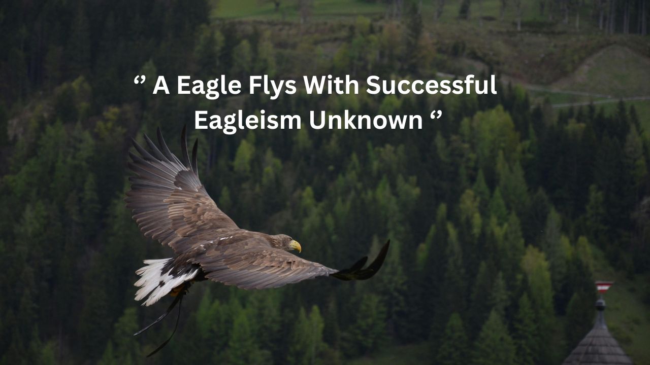 A Eagle Flys With Successful Eagleism Unknown