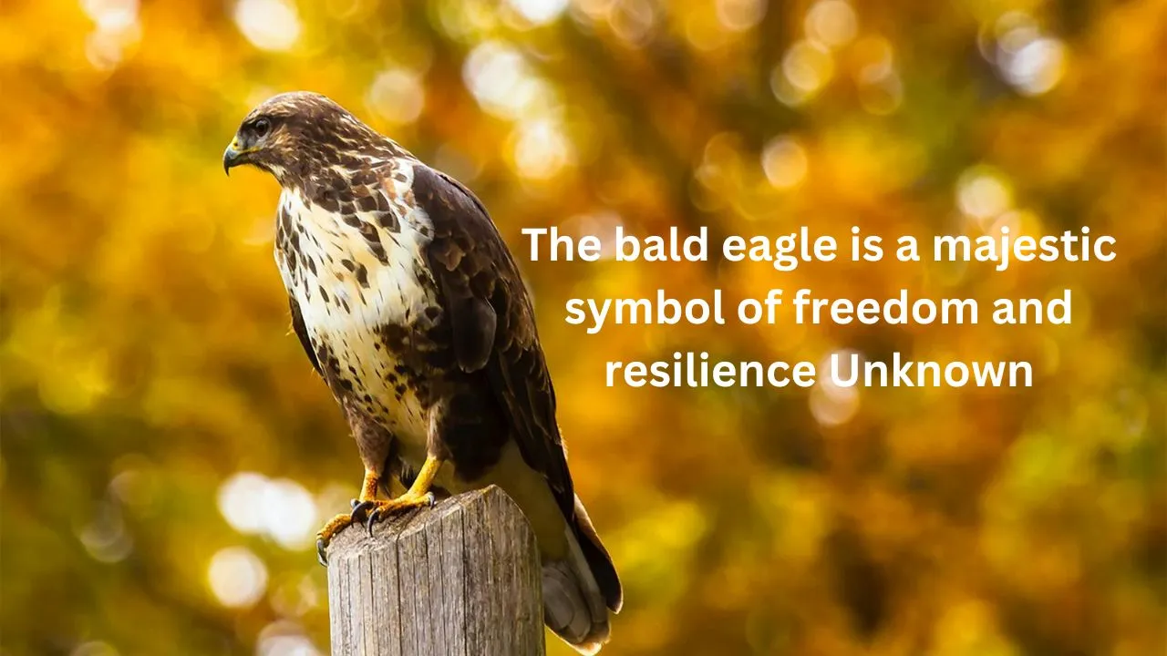 The bald eagle is a majestic symbol of freedom and resilience Unknown