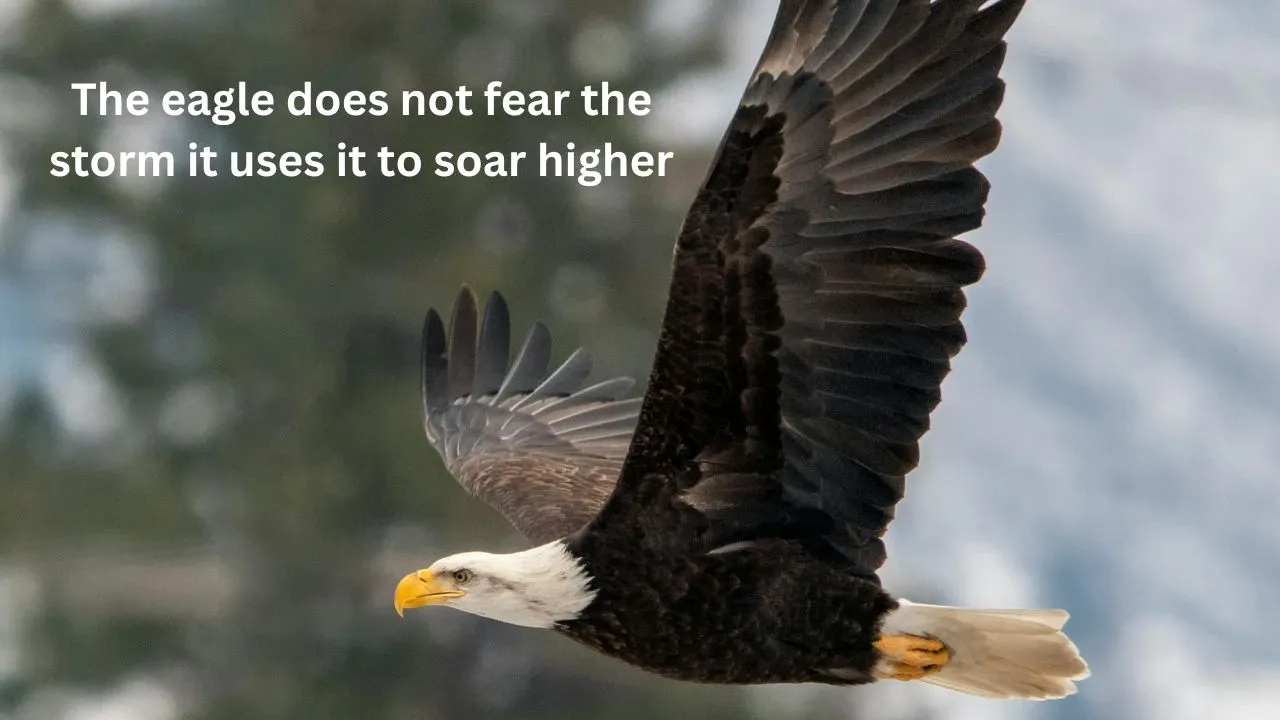 The eagle does not fear the storm it uses it to soar higher