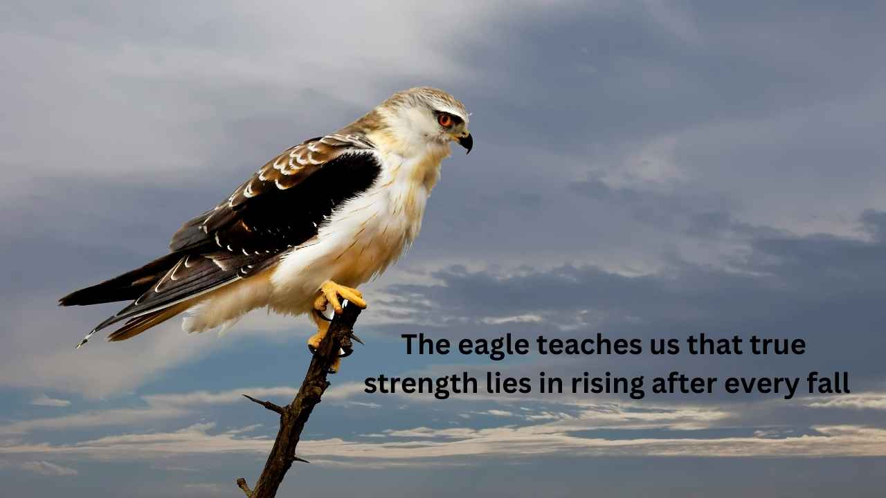 The eagle teaches us that true strength lies in rising after every fall