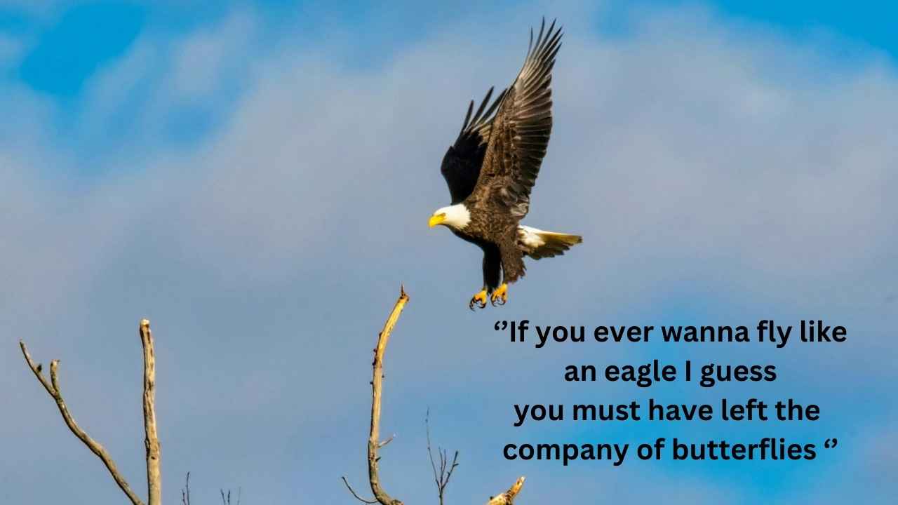 If you ever wanna fly like an eagle I guess you must have left the company of butterflies